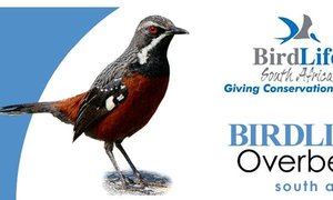 Flight for Birders course